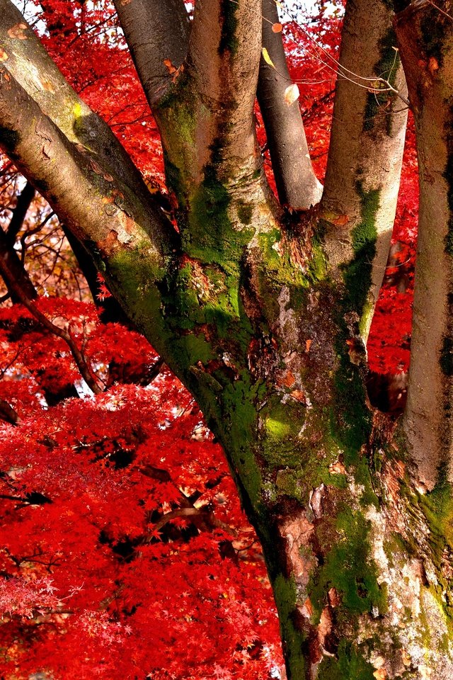 Обои природа, дерево, цветение, листья, ствол, akira, 1212, nature, tree, flowering, leaves, trunk, one thousand two hundred twelve разрешение 3000x2043 Загрузить