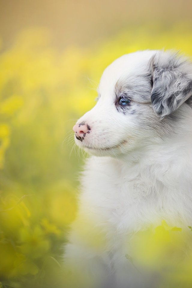 Обои цветы, собака, щенок, боке, бордер-колли, flowers, dog, puppy, bokeh, the border collie разрешение 2048x1365 Загрузить