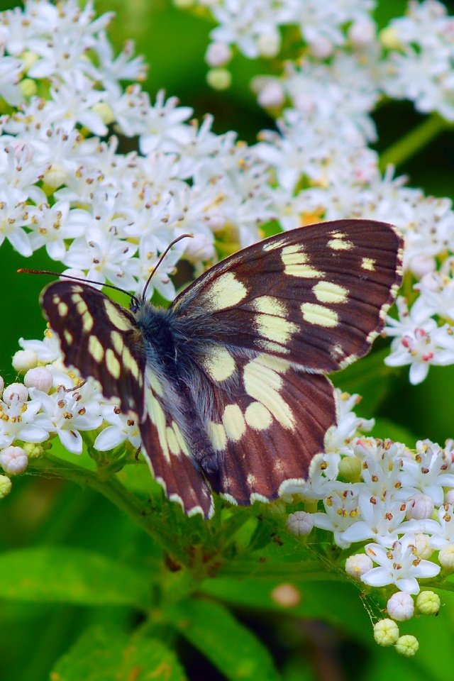 Обои цветение, макро, насекомое, бабочка, весна, весенние, flowering, macro, insect, butterfly, spring разрешение 3000x1874 Загрузить