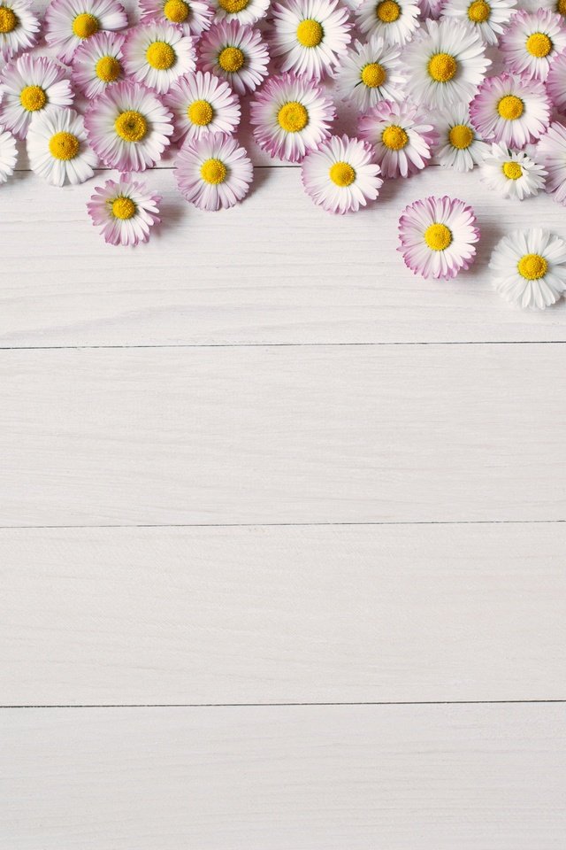 Обои цветы, фон, доски, ромашки, цветком, летнее, пинк, flowers, background, board, chamomile, flower, summer, pink разрешение 5616x3744 Загрузить