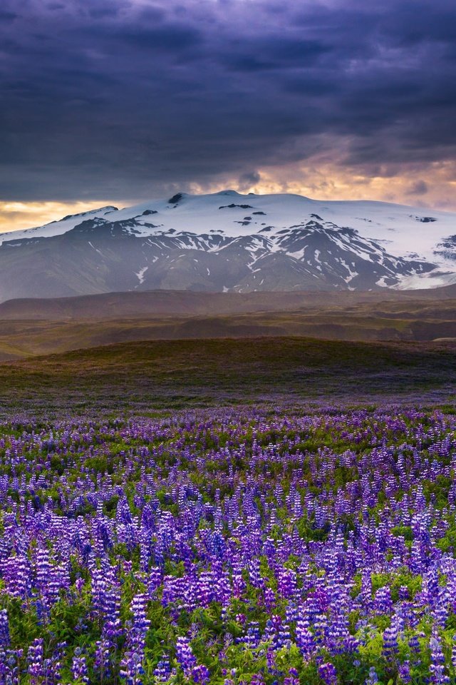 Обои цветы, горы, луг, исландия, люпины, rangarvallasysla, flowers, mountains, meadow, iceland, lupins разрешение 2048x1338 Загрузить