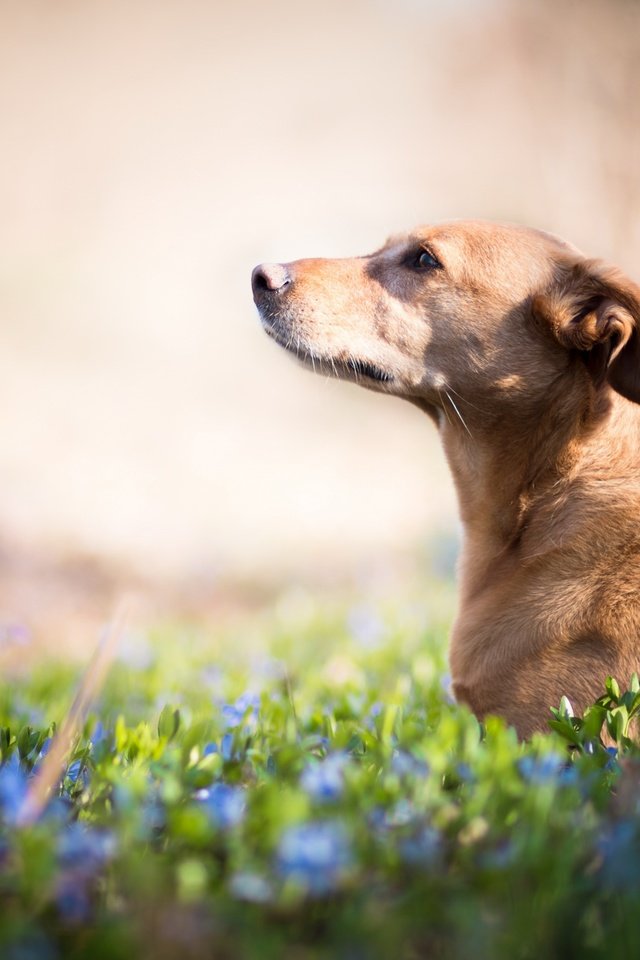 Обои цветы, взгляд, собака, друг, flowers, look, dog, each разрешение 2560x1707 Загрузить