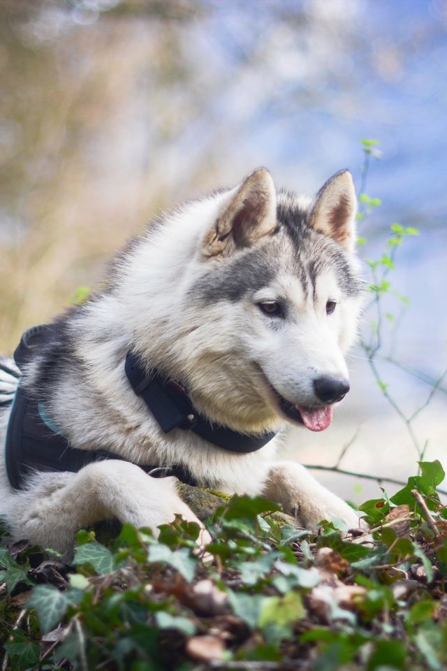 Обои природа, взгляд, собака, хаски, maïko, sarah.bsj, nature, look, dog, husky разрешение 2560x1707 Загрузить