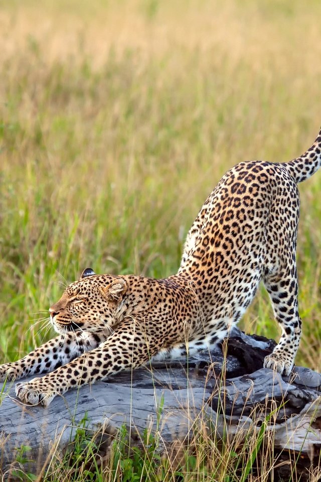 Обои трава, леопард, африка, большая кошка, потягивается, grass, leopard, africa, big cat, stretching разрешение 2500x1667 Загрузить