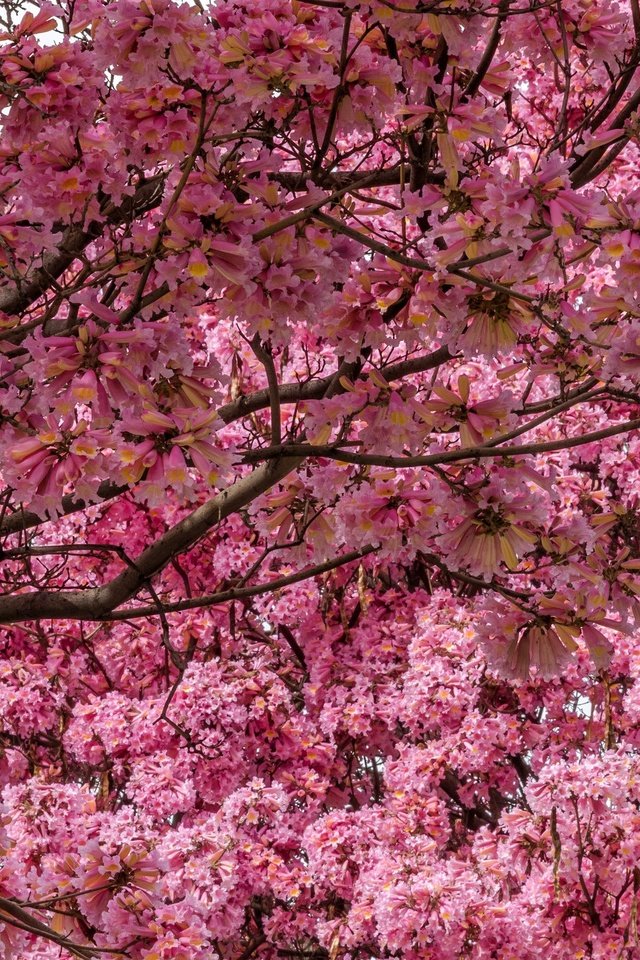 Обои дерево, цветение, сад, весна, сакура, tree, flowering, garden, spring, sakura разрешение 2048x1479 Загрузить
