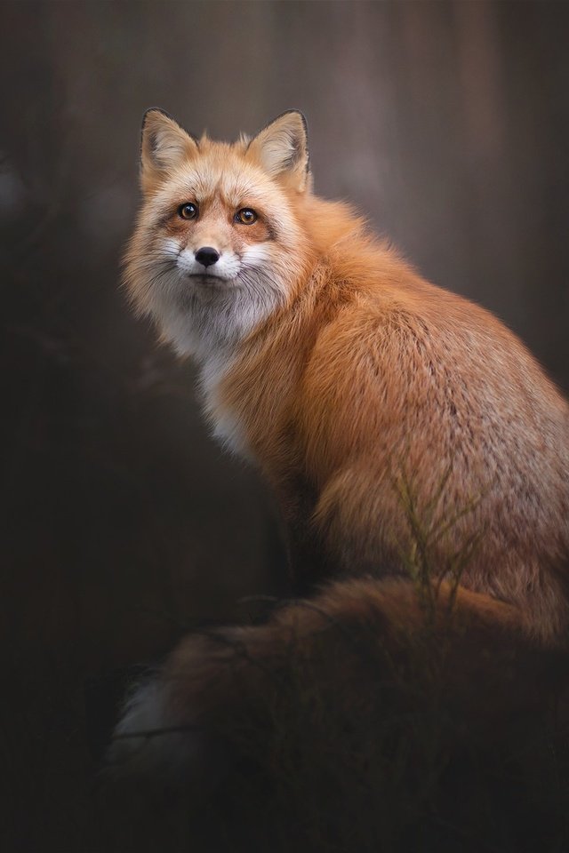 Обои природа, лес, фон, взгляд, лиса, лисица, nature, forest, background, look, fox разрешение 2048x1365 Загрузить