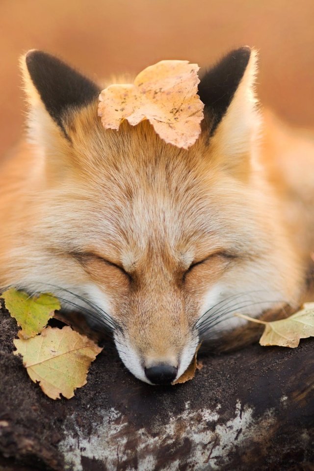 Обои природа, листва, осень, лиса, лисица, закрытые глаза, iza łysoń, nature, foliage, autumn, fox, closed eyes разрешение 2000x1334 Загрузить