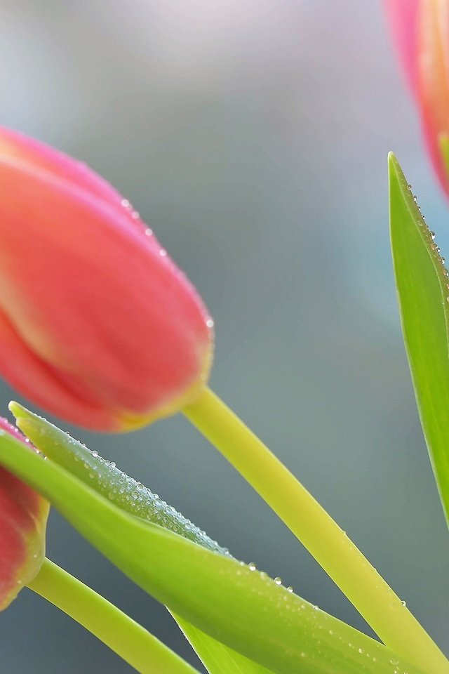 Обои цветы, макро, роса, весна, тюльпаны, flowers, macro, rosa, spring, tulips разрешение 2048x1365 Загрузить