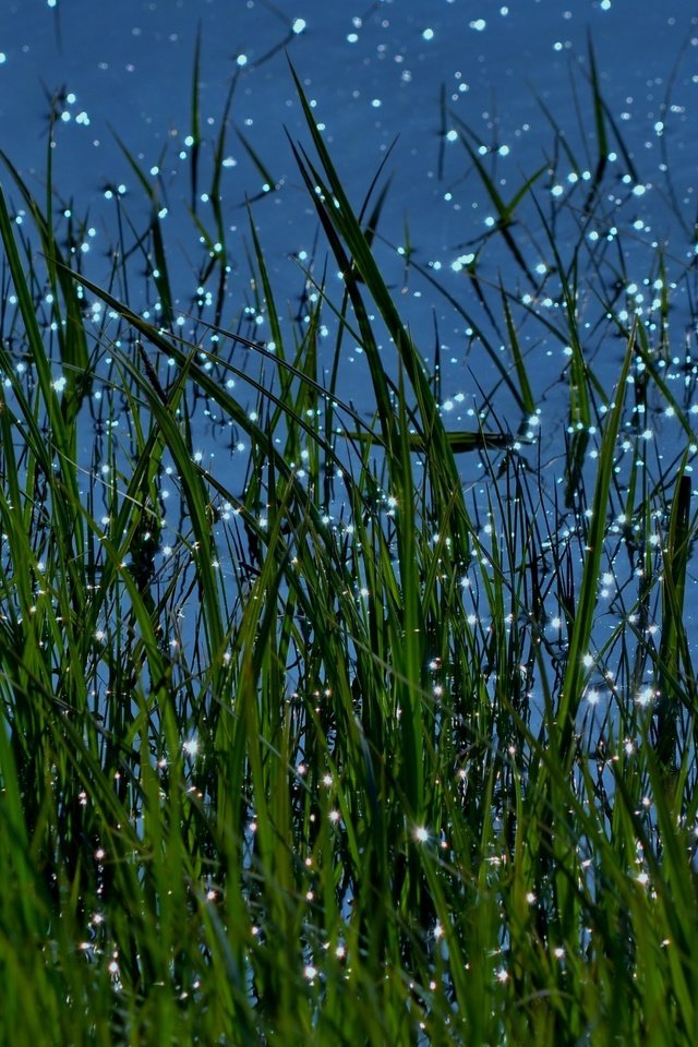 Обои трава, вода, природа, макро, блики, grass, water, nature, macro, glare разрешение 3840x2160 Загрузить