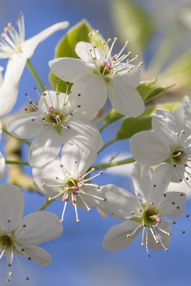 Обои цветы, цветение, лепестки, сад, весна, flowers, flowering, petals, garden, spring разрешение 2048x1360 Загрузить