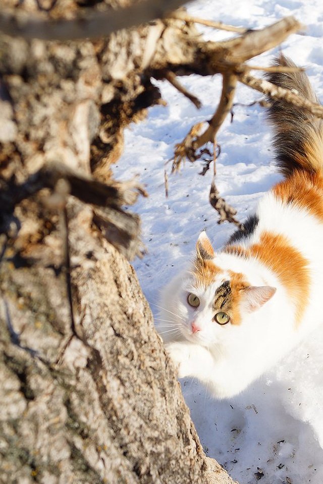 Обои снег, дерево, зима, кошка, взгляд, snow, tree, winter, cat, look разрешение 4724x3152 Загрузить