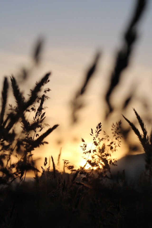 Обои небо, трава, природа, поле, колоски, силуэт, сумерки, matt milton, the sky, grass, nature, field, spikelets, silhouette, twilight разрешение 3648x2432 Загрузить