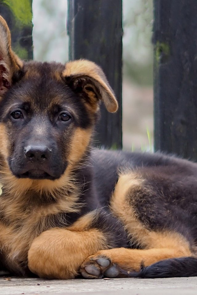 Обои взгляд, собака, щенок, друг, немецкая овчарка, look, dog, puppy, each, german shepherd разрешение 2048x1365 Загрузить