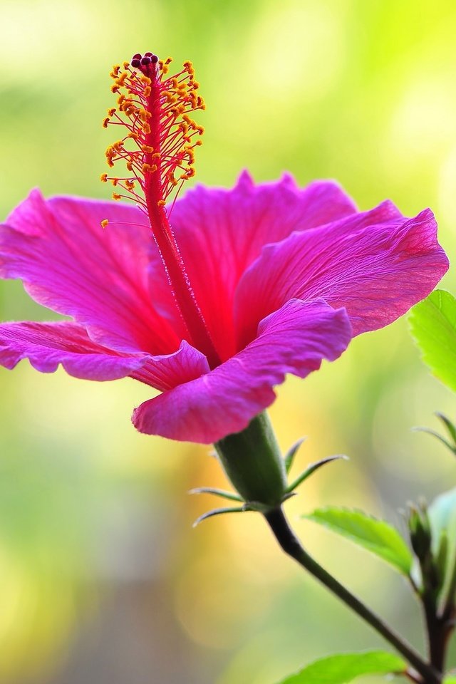 Обои макро, фон, цветок, гибискус, nick zadeh, macro, background, flower, hibiscus разрешение 2048x1362 Загрузить