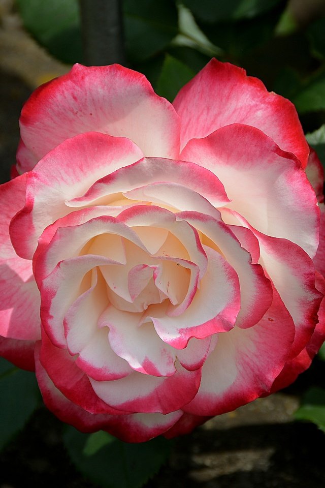 Обои цветок, роза, боке, flower, rose, bokeh разрешение 6000x4000 Загрузить