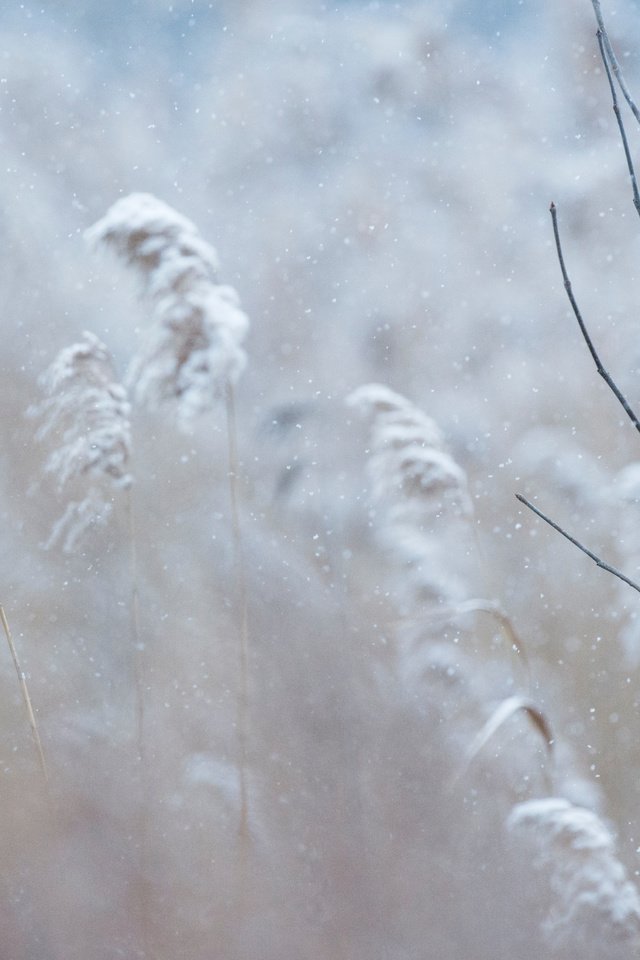 Обои снег, зима, птица, кардинал, ray hennessy, snow, winter, bird, cardinal разрешение 4667x3106 Загрузить