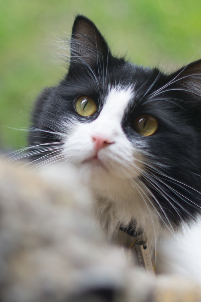 Обои глаза, кот, кошка, взгляд, roman pohorecki, eyes, cat, look разрешение 3365x2246 Загрузить