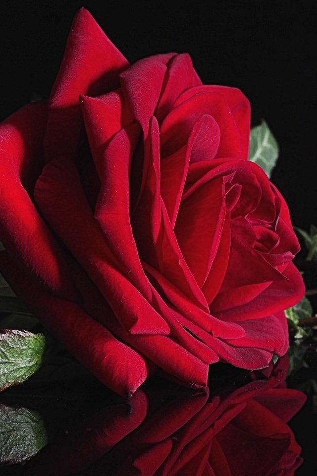 Обои макро, отражение, цветок, роза, красная, черный фон, плющ, macro, reflection, flower, rose, red, black background, ivy разрешение 2400x1580 Загрузить
