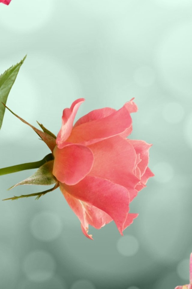 Обои цветок, роза, лепестки, нежность, flower, rose, petals, tenderness разрешение 1920x1080 Загрузить