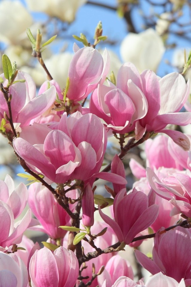 Обои цветы, природа, весна, розовые, белые, магнолия, flowers, nature, spring, pink, white, magnolia разрешение 1920x1280 Загрузить