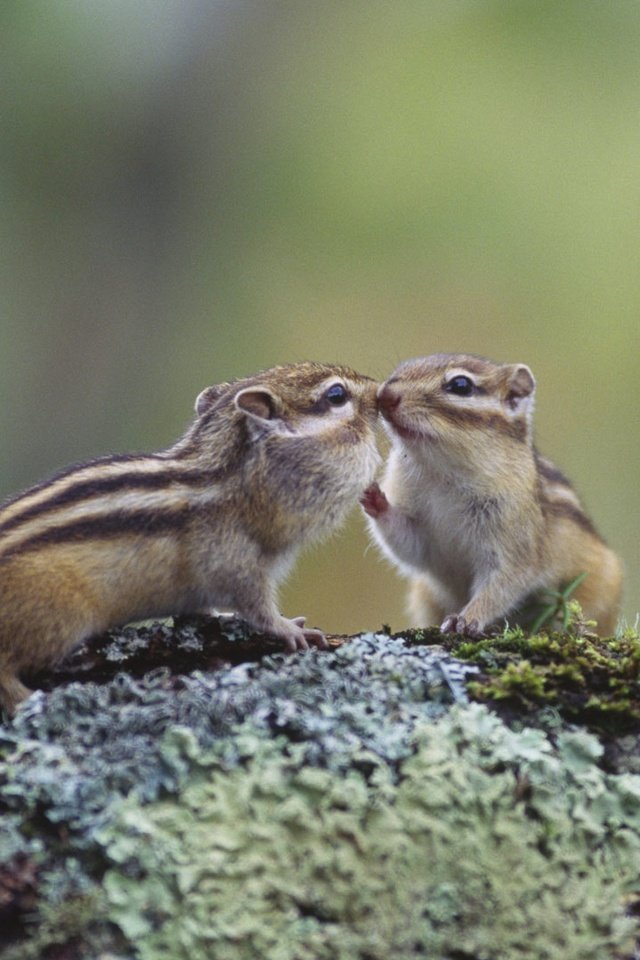 Обои япония, хоккайдо, бурундук, грызун, кусиро, japan, hokkaido, chipmunk, rodent, kushiro разрешение 1920x1080 Загрузить