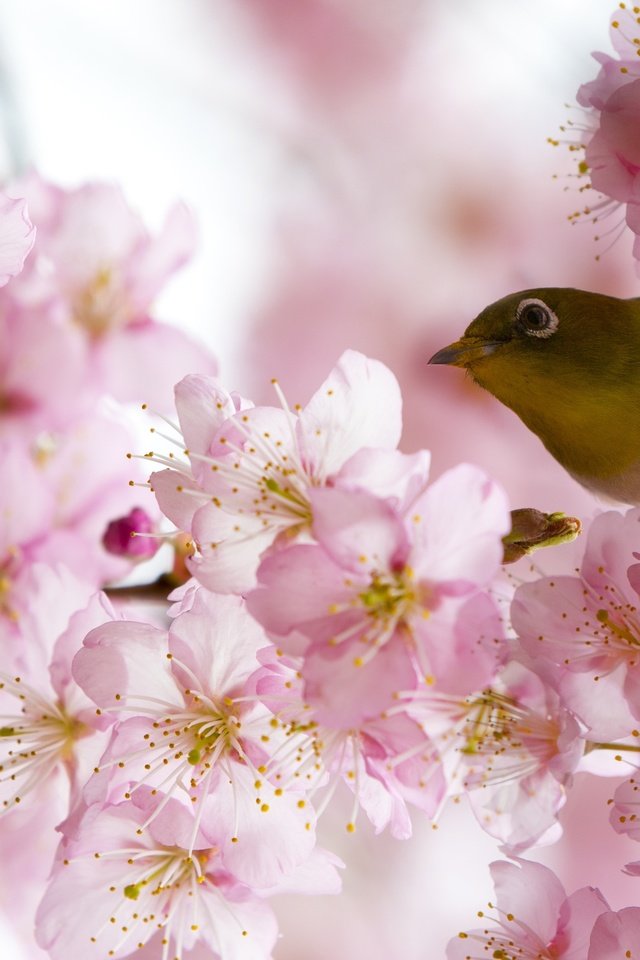 Обои цветение, птица, весна, белоглазка, flowering, bird, spring, white-eyed разрешение 2500x1667 Загрузить