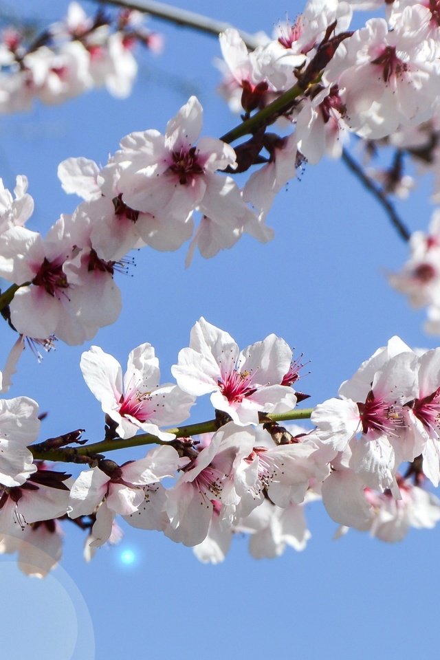 Обои небо, цветение, сад, весна, the sky, flowering, garden, spring разрешение 3438x1600 Загрузить