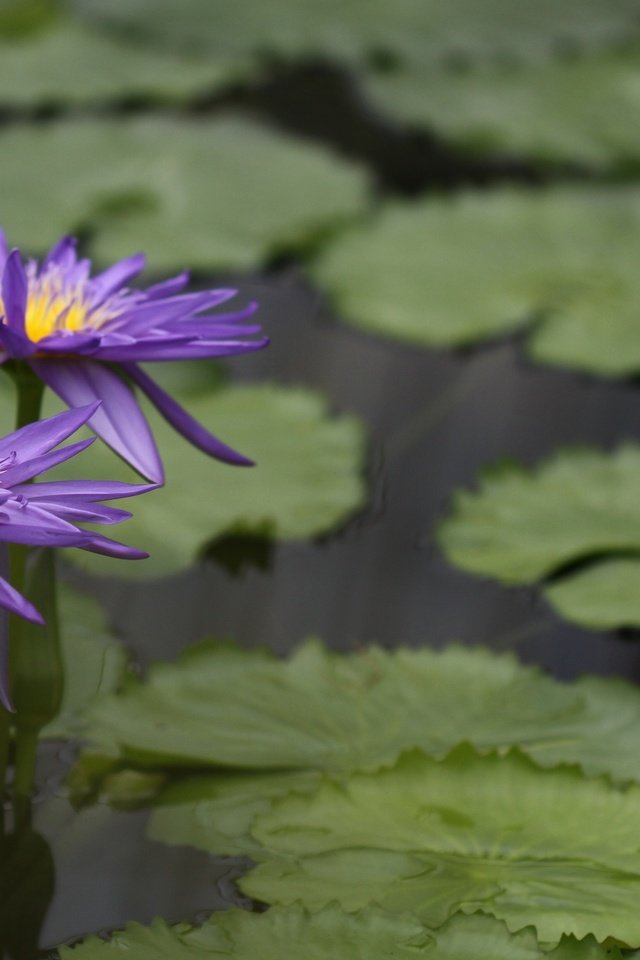 Обои вода, цветение, листья, водоем, кувшинка, водяные лилии, water, flowering, leaves, pond, lily, water lilies разрешение 2048x1365 Загрузить