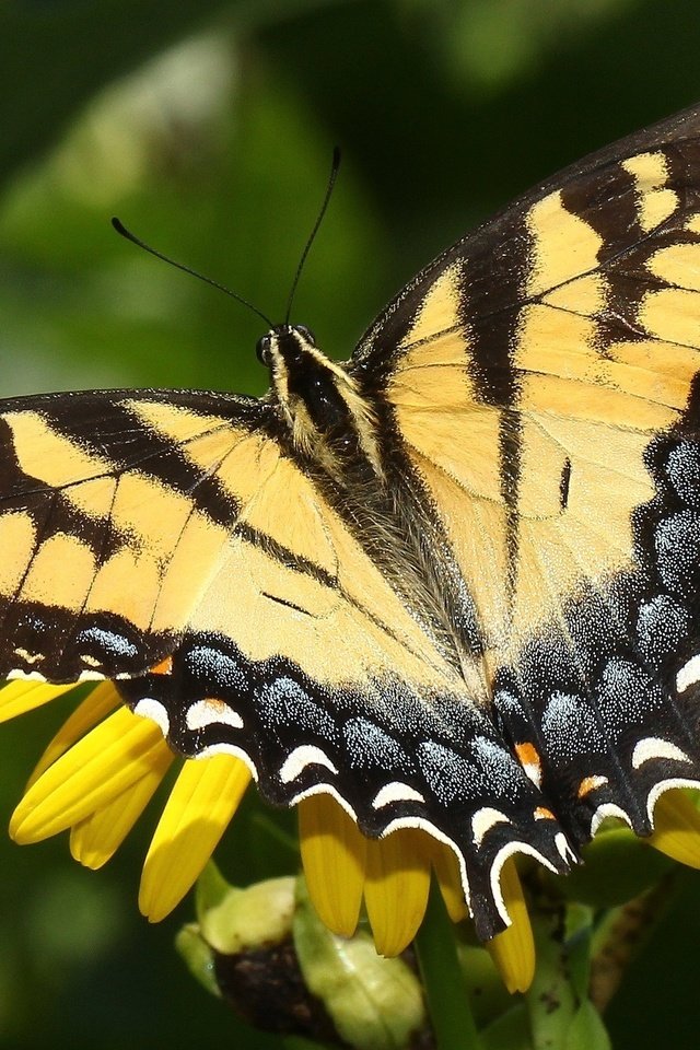 Обои макро, насекомое, цветок, бабочка, macro, insect, flower, butterfly разрешение 2048x1363 Загрузить