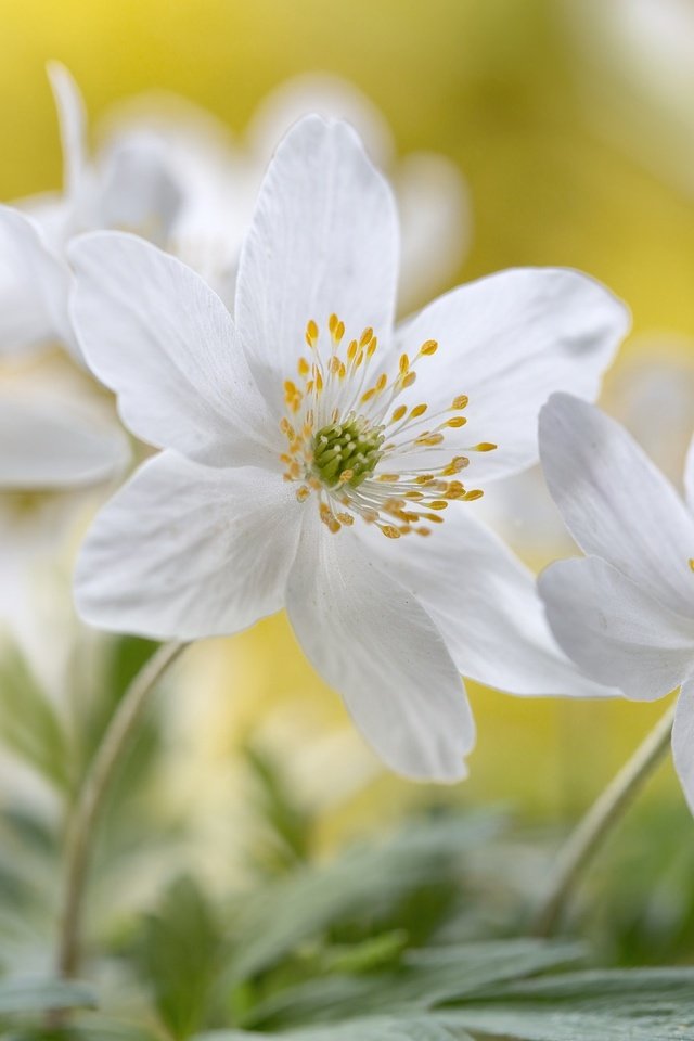 Обои цветы, макро, белые, анемоны, flowers, macro, white, anemones разрешение 2048x1365 Загрузить