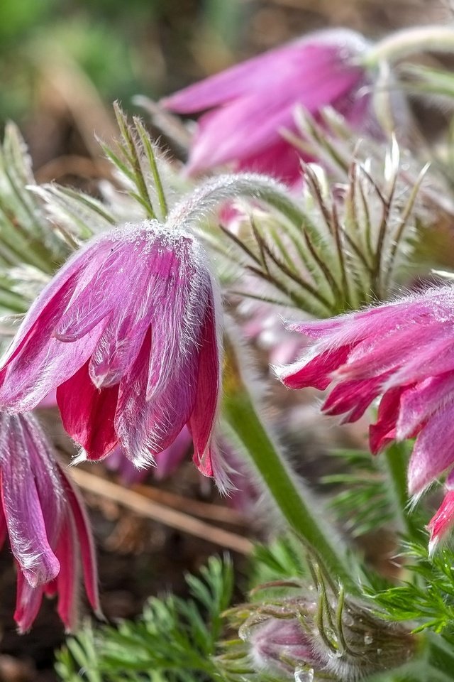 Обои цветы, макро, анемон, сон-трава, прострел, flowers, macro, anemone, sleep-grass, cross разрешение 2048x1155 Загрузить