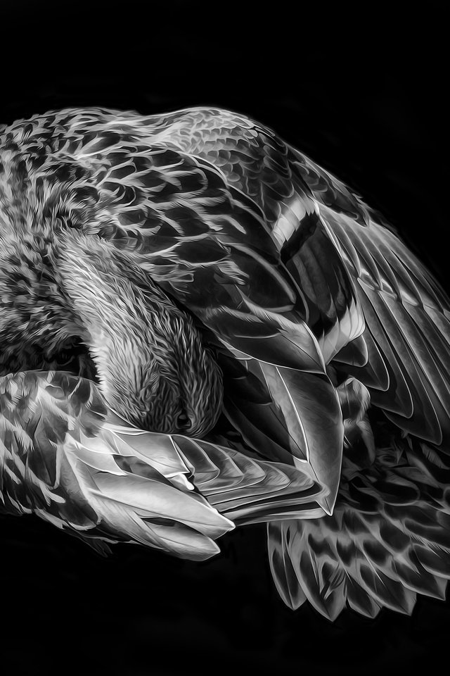 Обои арт, фон, чёрно-белое, птица, перья, art, background, black and white, bird, feathers разрешение 3277x2592 Загрузить