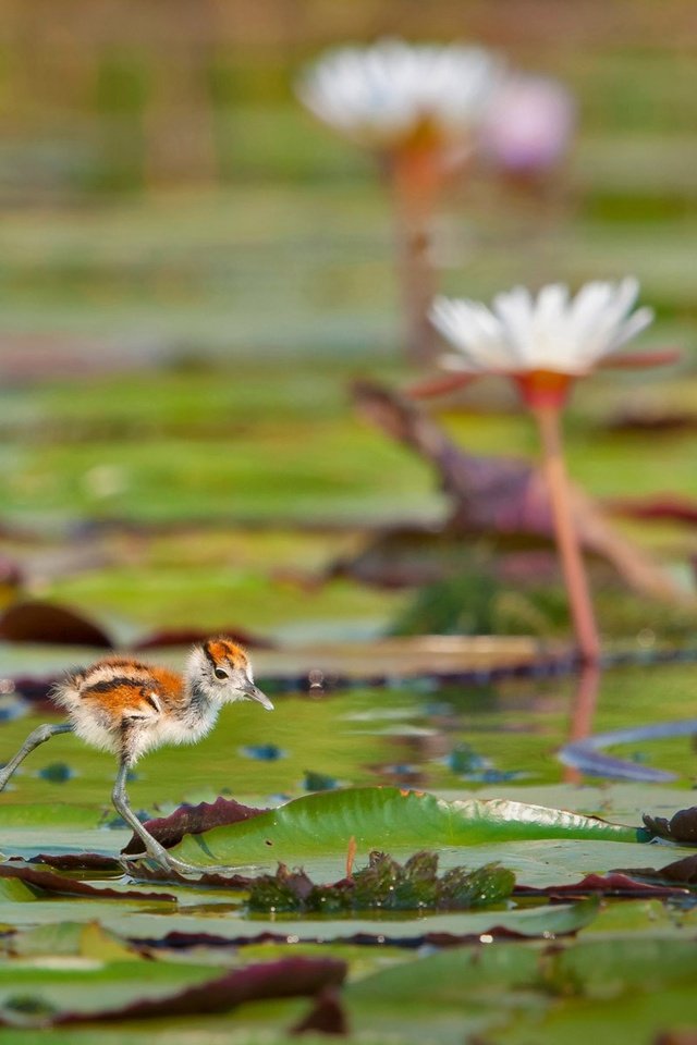 Обои листья, водоем, птица, кувшинки, африканская якана, leaves, pond, bird, water lilies, african jacana разрешение 1920x1200 Загрузить