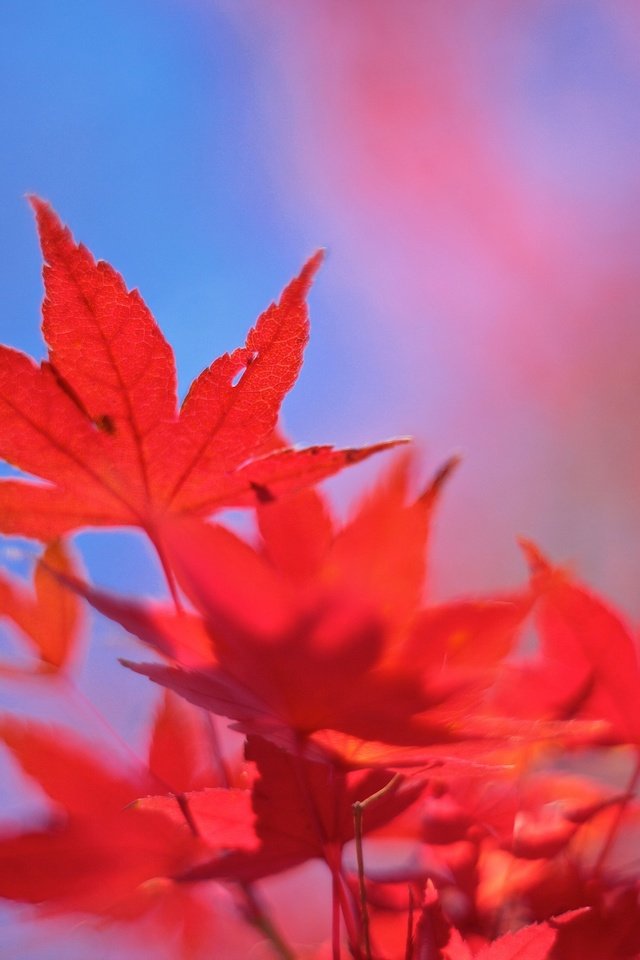 Обои небо, листья, осень, клен, багрянец, the sky, leaves, autumn, maple, the crimson разрешение 2048x1365 Загрузить