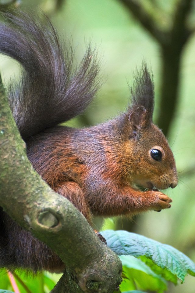 Обои ветка, животное, белка, зверек, хвост, белочка, грызун, branch, animal, protein, tail, squirrel, rodent разрешение 6026x4020 Загрузить