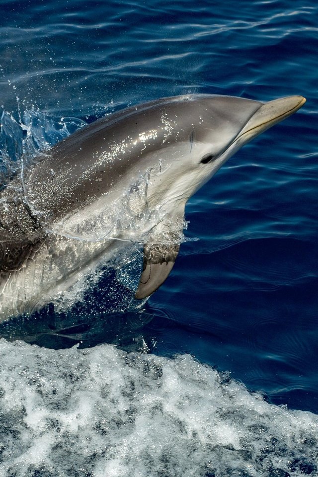 Обои вода, брызги, животное, дельфин, water, squirt, animal, dolphin разрешение 2048x1365 Загрузить