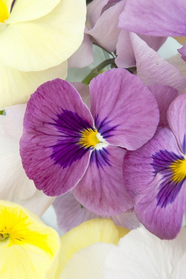 Обои цветы, макро, лепестки, анютины глазки, фиалка, flowers, macro, petals, pansy, violet разрешение 2048x1360 Загрузить