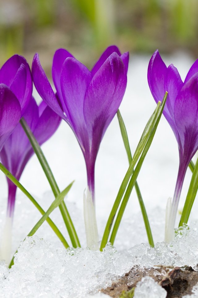 Обои цветы, снег, фиолетовые, крокусы, flowers, snow, purple, crocuses разрешение 4500x3000 Загрузить