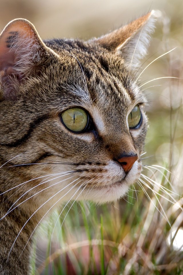 Обои глаза, фон, кот, усы, кошка, eyes, background, cat, mustache разрешение 5184x3456 Загрузить