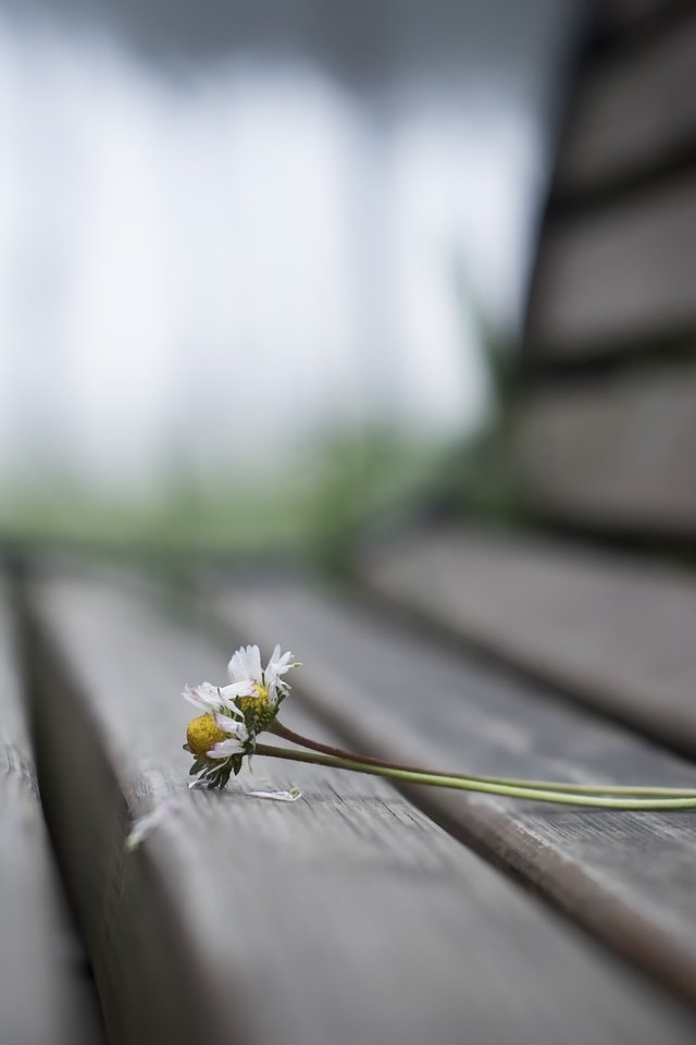 Обои цветы, фон, ромашки, скамья, flowers, background, chamomile, bench разрешение 2560x1707 Загрузить