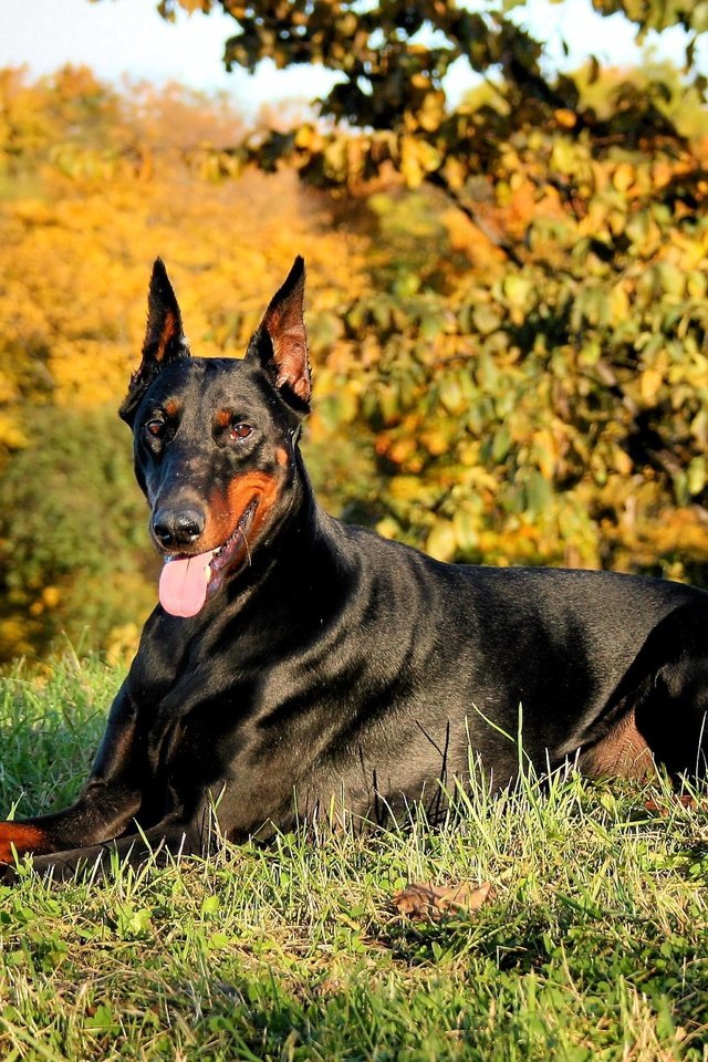 Обои трава, природа, собака, язык, доберман, grass, nature, dog, language, doberman разрешение 2373x1780 Загрузить