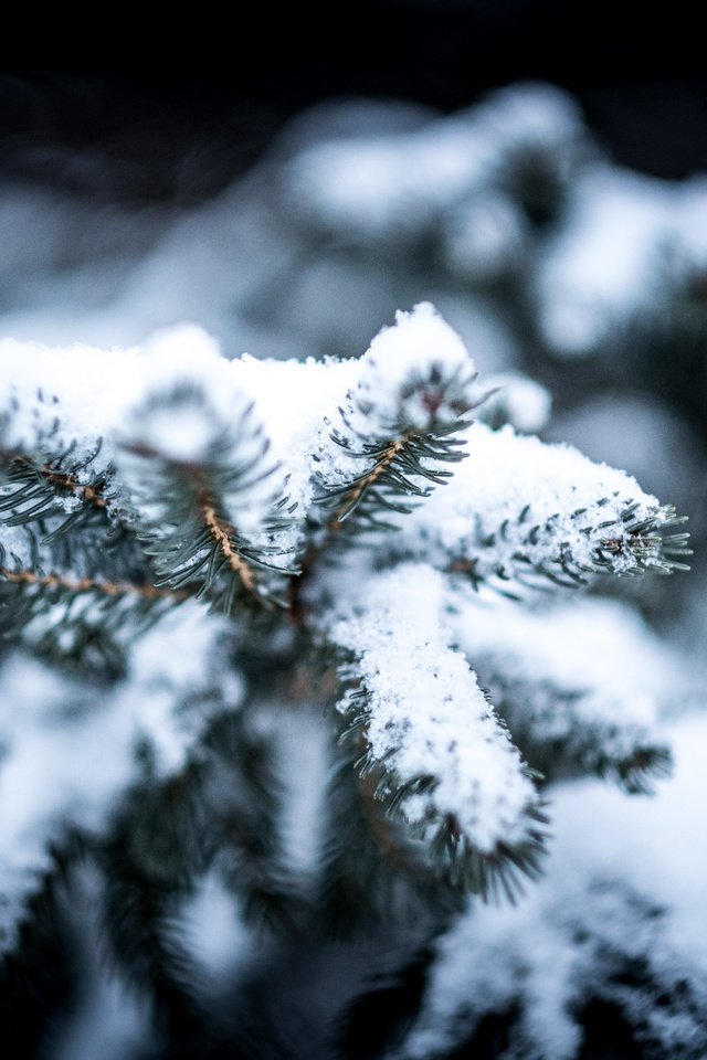 Обои снег, холод, природа, ель, дерево, сосна, хвоя, зима, макро, снежинки, мороз, snow, cold, nature, spruce, tree, pine, needles, winter, macro, snowflakes, frost разрешение 4896x3264 Загрузить