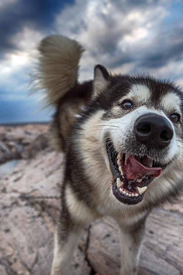 Обои морда, природа, собака, хаски, язык, хвост, face, nature, dog, husky, language, tail разрешение 2800x1690 Загрузить