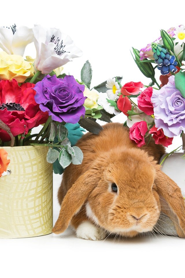 Обои цветы, корзина, кролик, пасха, flowers, basket, rabbit, easter разрешение 5518x3679 Загрузить