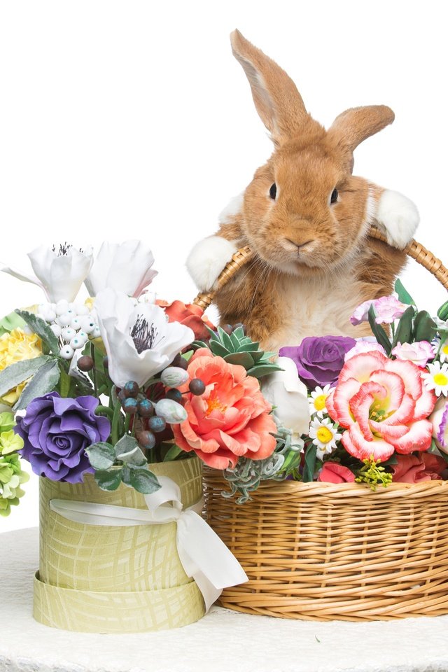 Обои цветы, корзина, кролик, пасха, flowers, basket, rabbit, easter разрешение 5544x3696 Загрузить