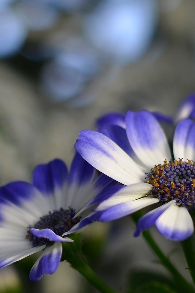 Обои цветы, природа, лепестки, растение, цинерария, flowers, nature, petals, plant, cineraria разрешение 2048x1356 Загрузить