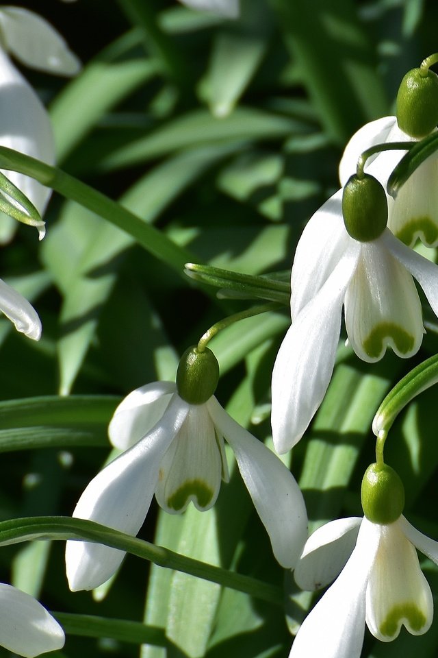 Обои цветы, природа, весна, подснежники, flowers, nature, spring, snowdrops разрешение 4354x2496 Загрузить