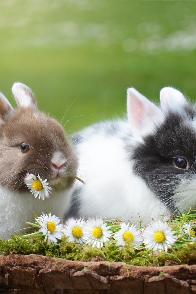 Обои цветы, трава, природа, животные, ромашки, кролик, кролики, flowers, grass, nature, animals, chamomile, rabbit, rabbits разрешение 2992x2000 Загрузить