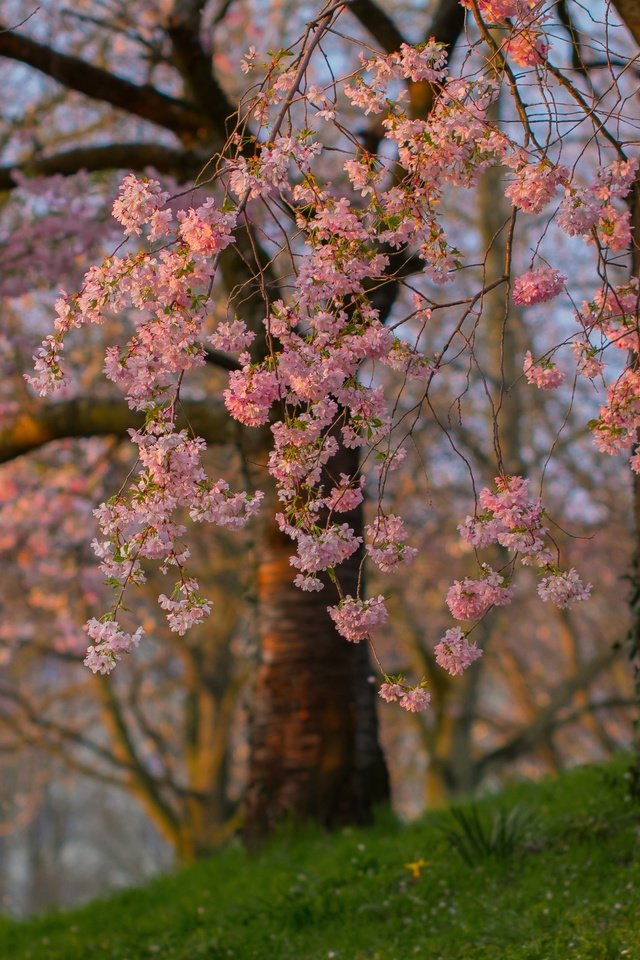 Обои деревья, цветение, ветки, весна, сакура, trees, flowering, branches, spring, sakura разрешение 3600x2473 Загрузить