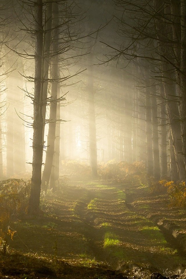 Обои дорога, деревья, лес, солнечный луч, road, trees, forest, sunbeam разрешение 2048x1328 Загрузить